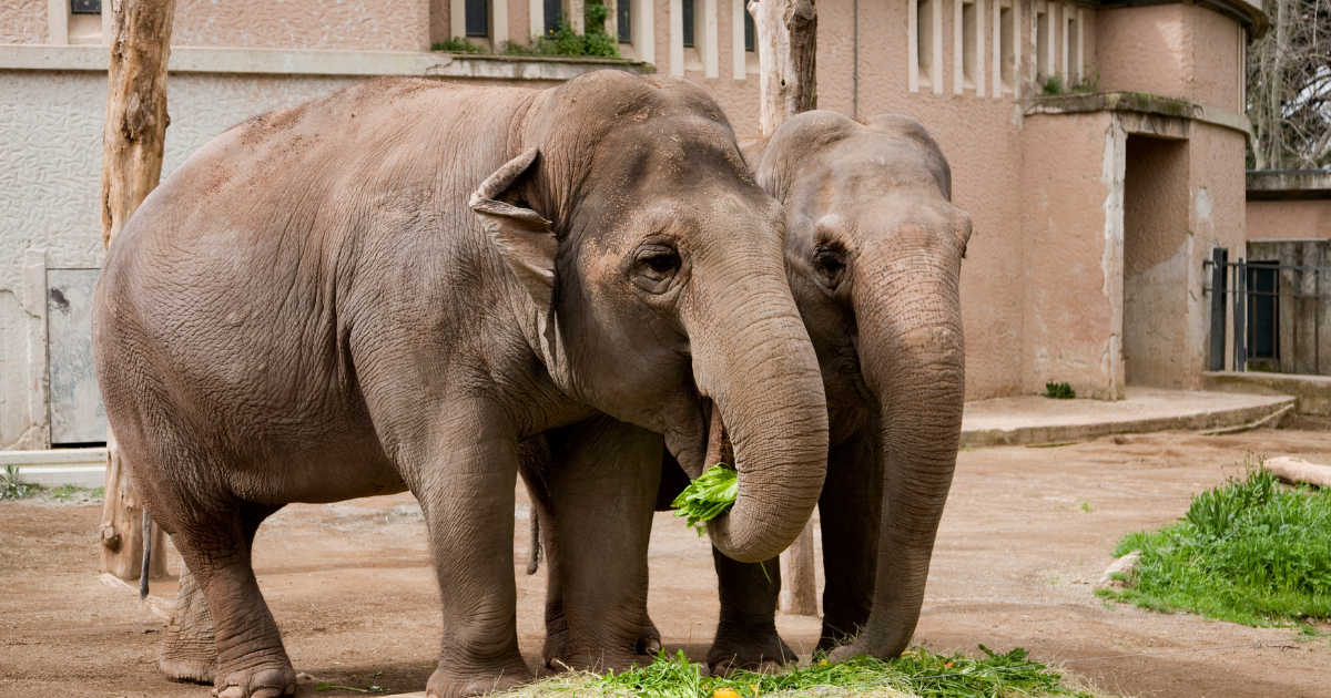 zoo elephant first youtube video billion online industry